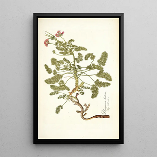 Nikolaus Joseph Freiherr von Jacquin - Pelargonium hirtum.webp