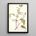 Pelargonium lacerum - Nikolaus Joseph Freiherr von Jacquin — ingelijst kunstwerk aan de muur