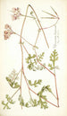 Pelargonium longicaule - Nikolaus Joseph Freiherr von Jacquin — weergave van het kunstwerk