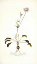 Pelargonium longifolium - Nikolaus Joseph Freiherr von Jacquin — weergave van het kunstwerk