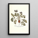 Pelargonium melananthon - Nikolaus Joseph Freiherr von Jacquin — ingelijst kunstwerk aan de muur