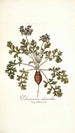 Pelargonium melananthon - Nikolaus Joseph Freiherr von Jacquin — weergave van het kunstwerk