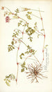 Pelargonium multicaule - Nikolaus Joseph Freiherr von Jacquin — weergave van het kunstwerk