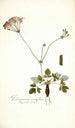Pelargonium nervifolium - Nikolaus Joseph Freiherr von Jacquin — weergave van het kunstwerk