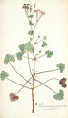 Pelargonium patulum - Nikolaus Joseph Freiherr von Jacquin — weergave van het kunstwerk