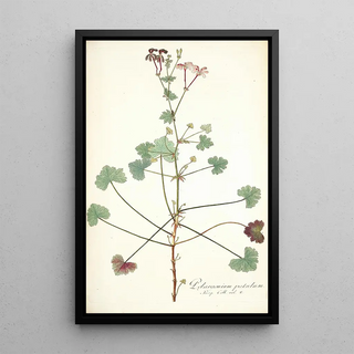 Nikolaus Joseph Freiherr von Jacquin - Pelargonium patulum.webp