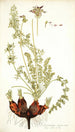 Pelargonium rapaceum - Nikolaus Joseph Freiherr von Jacquin — weergave van het kunstwerk