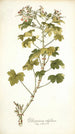 Pelargonium ribifolium - Nikolaus Joseph Freiherr von Jacquin — weergave van het kunstwerk