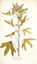 Pelargonium scabrum - Nikolaus Joseph Freiherr von Jacquin — weergave van het kunstwerk