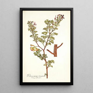 Nikolaus Joseph Freiherr von Jacquin - Pelargonium ternatum.webp