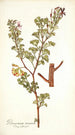 Pelargonium ternatum - Nikolaus Joseph Freiherr von Jacquin — weergave van het kunstwerk