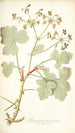 Pelargonium tomentosum - Nikolaus Joseph Freiherr von Jacquin — weergave van het kunstwerk