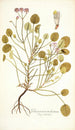 Pelargonium trichostemon - Nikolaus Joseph Freiherr von Jacquin — weergave van het kunstwerk