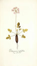 Pelargonium triphyllum - Nikolaus Joseph Freiherr von Jacquin — weergave van het kunstwerk