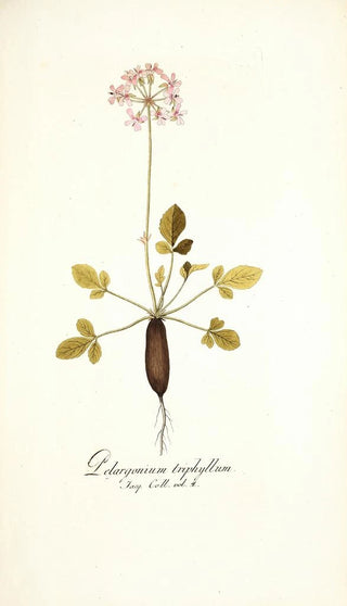 Nikolaus Joseph Freiherr von Jacquin - Pelargonium triphyllum.webp