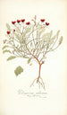 Pelargonium violareum - Nikolaus Joseph Freiherr von Jacquin — weergave van het kunstwerk