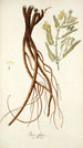 Phaca alpina - Nikolaus Joseph Freiherr von Jacquin — weergave van het kunstwerk