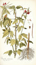 Phaseolus semierectus - Nikolaus Joseph Freiherr von Jacquin — weergave van het kunstwerk