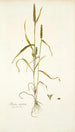 Phleum asperum - Nikolaus Joseph Freiherr von Jacquin — weergave van het kunstwerk
