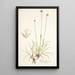 Phleum gerardi - Nikolaus Joseph Freiherr von Jacquin — ingelijst kunstwerk aan de muur