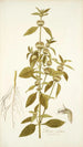 Phlomis caribaea - Nikolaus Joseph Freiherr von Jacquin — weergave van het kunstwerk