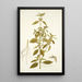 Phlomis caribaea - Nikolaus Joseph Freiherr von Jacquin — ingelijst kunstwerk aan de muur