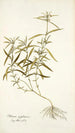 Phlomis zeylanica - Nikolaus Joseph Freiherr von Jacquin — weergave van het kunstwerk