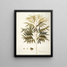 Phyllanthus speciosa - Nikolaus Joseph Freiherr von Jacquin — ingelijst kunstwerk aan de muur