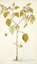 Physalis barbadensis - Nikolaus Joseph Freiherr von Jacquin — weergave van het kunstwerk