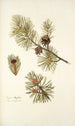 Pinus mughus - Nikolaus Joseph Freiherr von Jacquin — weergave van het kunstwerk