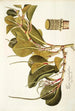 Piper magnoliaefolium - Nikolaus Joseph Freiherr von Jacquin — weergave van het kunstwerk