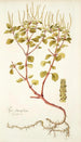Piper obtusifolium - Nikolaus Joseph Freiherr von Jacquin — weergave van het kunstwerk