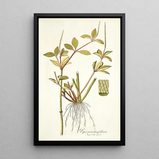 Nikolaus Joseph Freiherr von Jacquin - Piper pereskiaefolium.webp