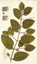 Piper tuberculatum - Nikolaus Joseph Freiherr von Jacquin — weergave van het kunstwerk