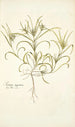 Plantago aegyptiaca - Nikolaus Joseph Freiherr von Jacquin — weergave van het kunstwerk