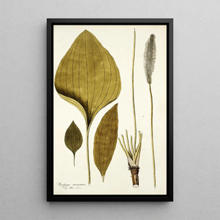 Nikolaus Joseph Freiherr von Jacquin - Plantago maxima.webp