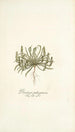 Plantago patagonica - Nikolaus Joseph Freiherr von Jacquin — weergave van het kunstwerk
