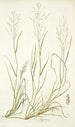 Poa abyssinica - Nikolaus Joseph Freiherr von Jacquin — weergave van het kunstwerk