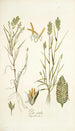 Poa sicula - Nikolaus Joseph Freiherr von Jacquin — weergave van het kunstwerk