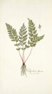 Polypodium alpinum - Nikolaus Joseph Freiherr von Jacquin — weergave van het kunstwerk