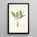 Polypodium alpinum - Nikolaus Joseph Freiherr von Jacquin — ingelijst kunstwerk aan de muur