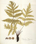 van het Polypodium hippocrepis-schilderij - Nikolaus Joseph Freiherr von Jacquin — weergave van het kunstwerk