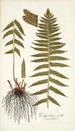 Polypodium molle - Nikolaus Joseph Freiherr von Jacquin — weergave van het kunstwerk
