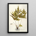 Polypodium trifoliatum - Nikolaus Joseph Freiherr von Jacquin — ingelijst kunstwerk aan de muur