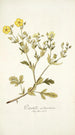 Potentilla astracanica - Nikolaus Joseph Freiherr von Jacquin — weergave van het kunstwerk