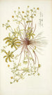 Potentilla opaca - Nikolaus Joseph Freiherr von Jacquin — weergave van het kunstwerk
