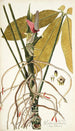 Pothos palmata - Nikolaus Joseph Freiherr von Jacquin — weergave van het kunstwerk
