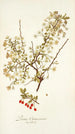 Prunus chamaecerasus - Nikolaus Joseph Freiherr von Jacquin — weergave van het kunstwerk
