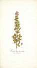 Psoralea bipedunculata - Nikolaus Joseph Freiherr von Jacquin — weergave van het kunstwerk