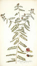 Psoralea phymatodes - Nikolaus Joseph Freiherr von Jacquin — weergave van het kunstwerk